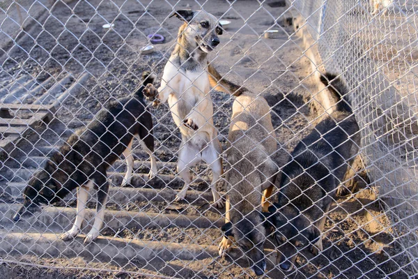 Honden in onderdak — Stockfoto