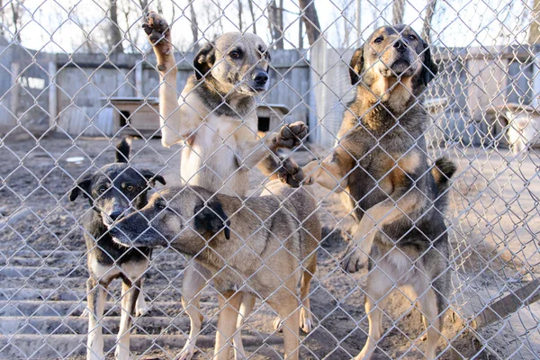 Собаки в укрытии — стоковое фото