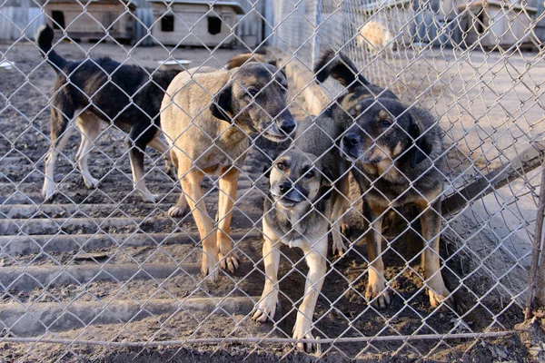 Perros en refugio — Foto de Stock