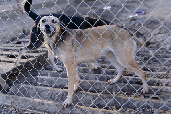 Perro en refugio — Foto de Stock