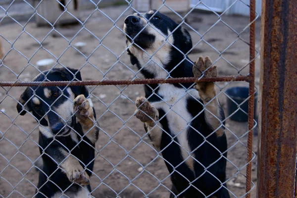 Dogs in shelter — Stock Photo, Image