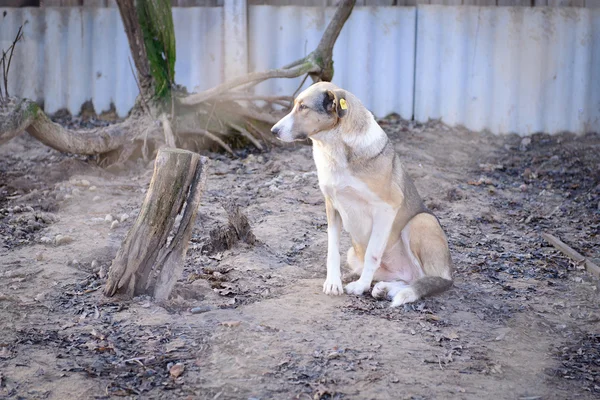 Hund im Tierheim — Stockfoto