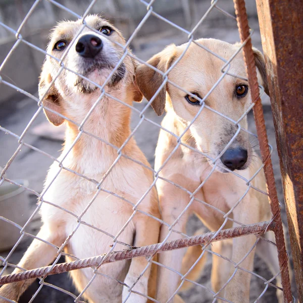 Hunde im Tierheim — Stockfoto