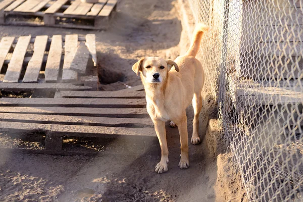 Hund im Tierheim — Stockfoto