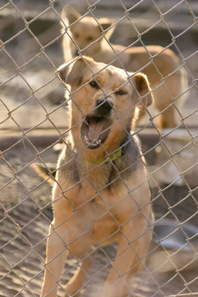 Dog in shelter — Stock Photo, Image