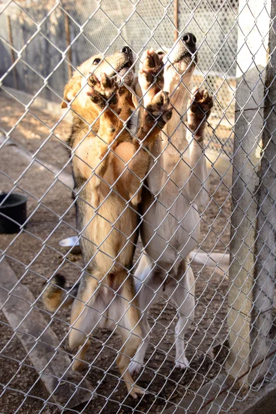 Perros en refugio — Foto de Stock