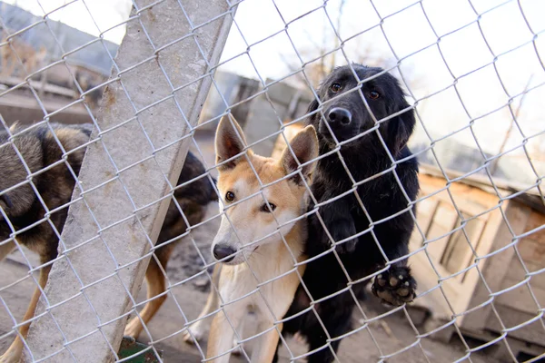 Perros en refugio — Foto de Stock