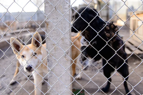 Perros en refugio — Foto de Stock