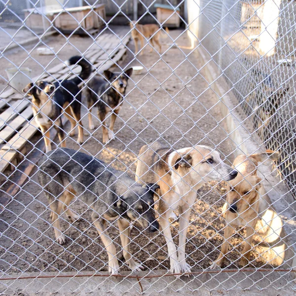 Hunde im Tierheim — Stockfoto