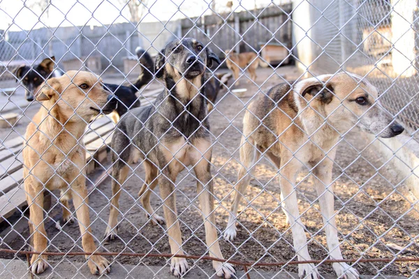 Perros en refugio — Foto de Stock