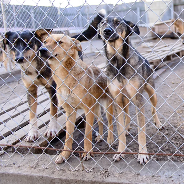 Perros en refugio — Foto de Stock