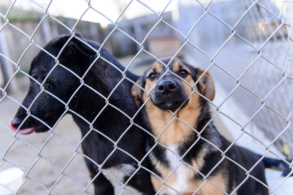 Hunde im Tierheim — Stockfoto