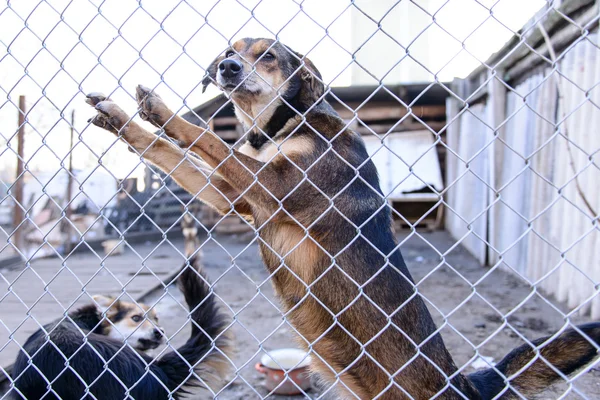 Cão em abrigo — Fotografia de Stock