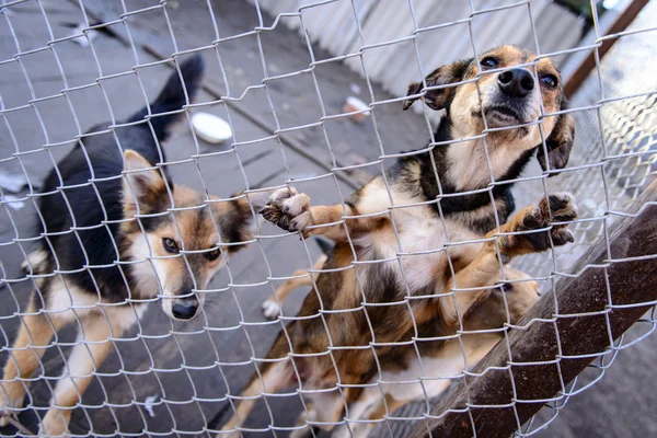 Σκυλιά στο καταφύγιο — Φωτογραφία Αρχείου