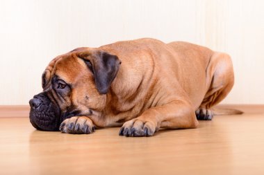 büyük evde beslenen hayvan köpek bullmastiff