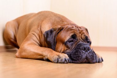 büyük evde beslenen hayvan köpek bullmastiff