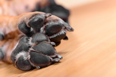 evde beslenen hayvan köpek yastıkları