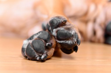 evde beslenen hayvan köpek yastıkları