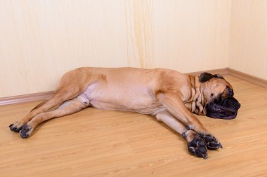büyük evde beslenen hayvan köpek bullmastiff