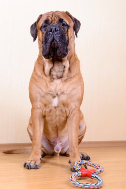 köpek oyun oyuncak