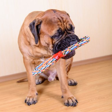 köpek oyun oyuncak