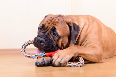 köpek oyun oyuncak