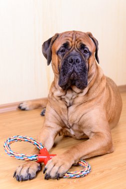 köpek oyun oyuncak