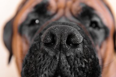 köpek koca burun
