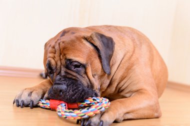 köpek oyun oyuncak