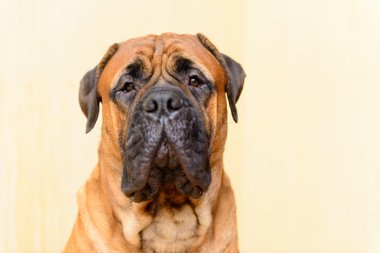 köpek bullmastiff portresi