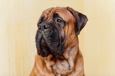 köpek bullmastiff portresi