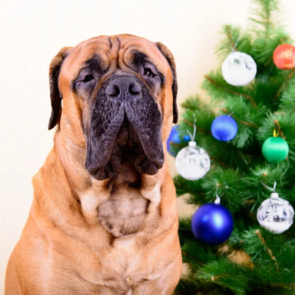 Bullmastiff σκυλί με χριστουγεννιάτικο δέντρο — Φωτογραφία Αρχείου