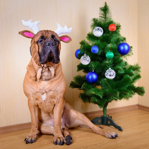 Bullmastiff σκυλί και χριστουγεννιάτικο δέντρο — Φωτογραφία Αρχείου