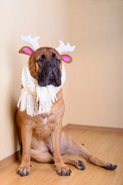 Bullmastiff σκυλί στο χειμωνιάτικα ρούχα — Φωτογραφία Αρχείου