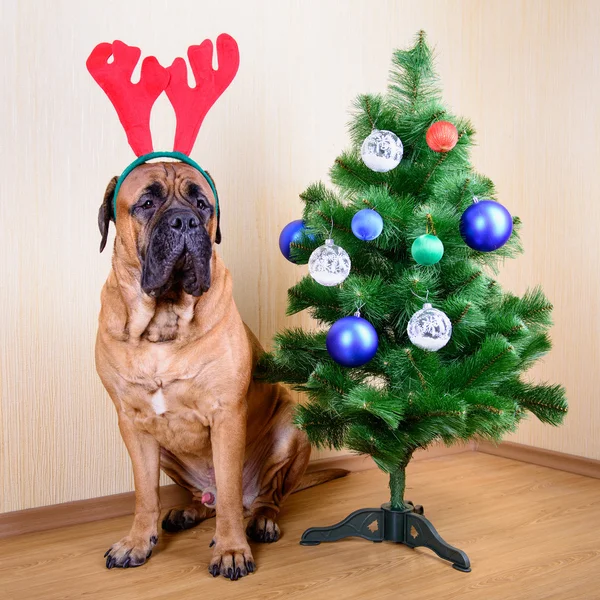 Bullmastiff cão e árvore de Natal — Fotografia de Stock