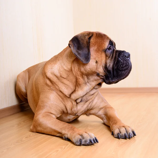 Large pet dog bullmastiff — Stock Photo, Image