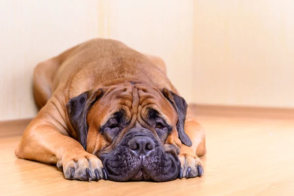 Grande cão de estimação bullmastiff — Fotografia de Stock