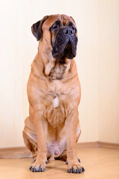 Portrait of dog bullmastiff — Stock Photo, Image