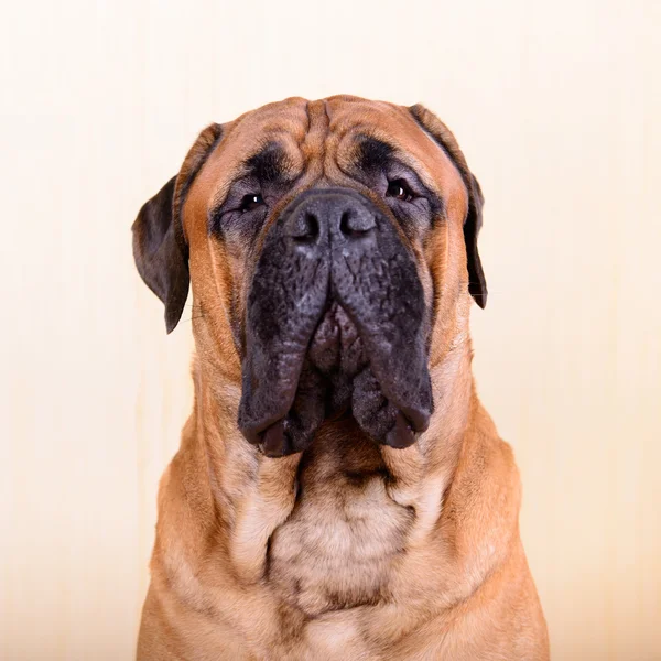 Portrét psa Bulmastif — Stock fotografie
