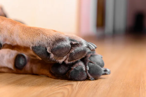 ペット犬のパッド — ストック写真