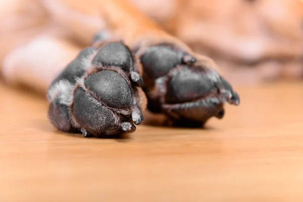 Huisdier hond pads — Stockfoto