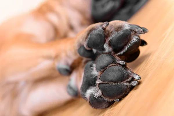 ペット犬のパッド — ストック写真