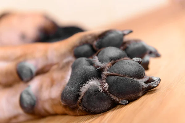 Evde beslenen hayvan köpek yastıkları — Stok fotoğraf