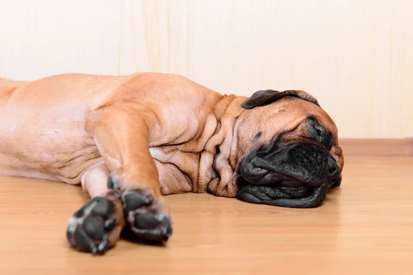 Grande cão de estimação bullmastiff — Fotografia de Stock