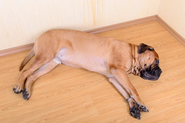 Grote huisdier hond bullmastiff — Stockfoto