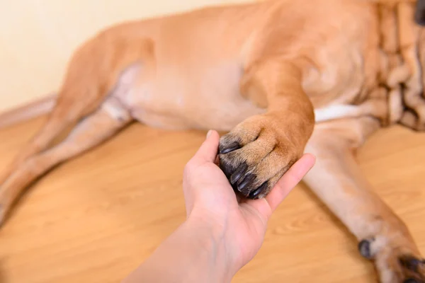 Kutya mancsa az emberi kéz — Stock Fotó