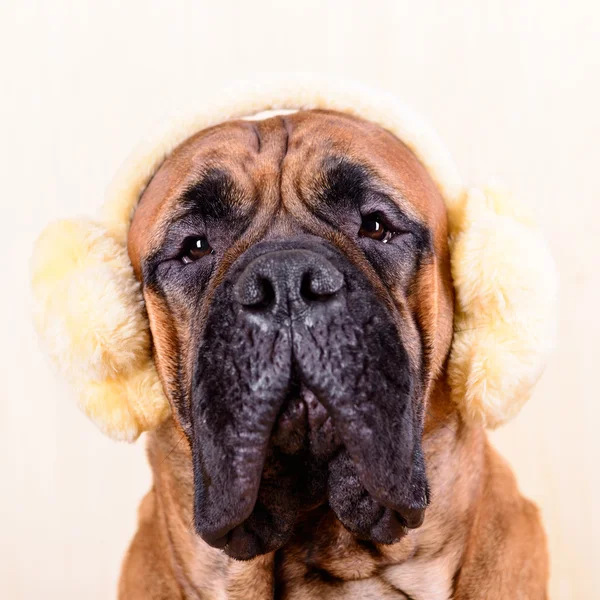 Bullmastiff köpek kış şapkalı — Stok fotoğraf