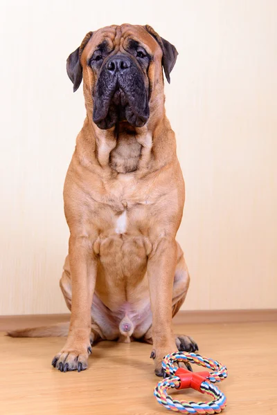 Dog play with toy — Stock Photo, Image