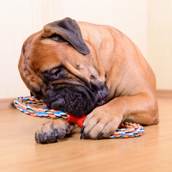 Jogo do cão com brinquedo — Fotografia de Stock