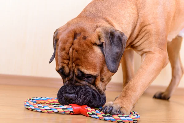 Cane giocare con giocattolo — Foto Stock